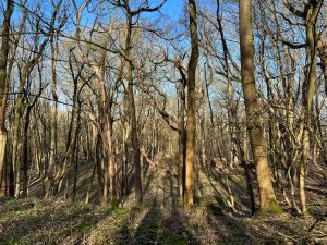 Wytham Woods test site